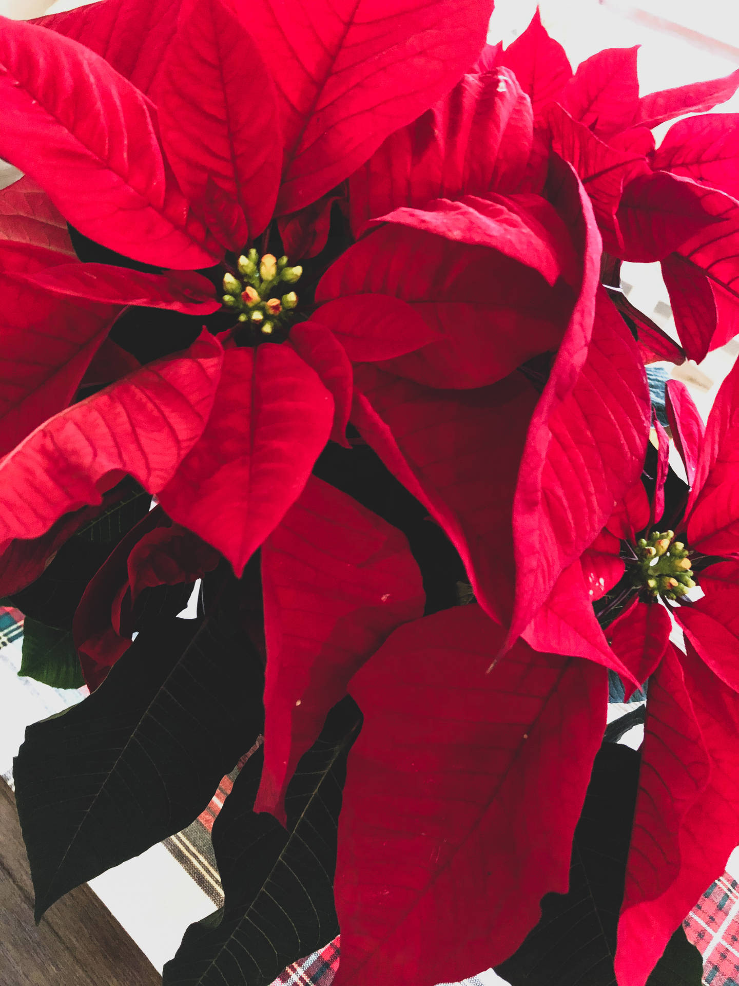 室內深綠色葉子的紅色聖誕紅花朵特寫。