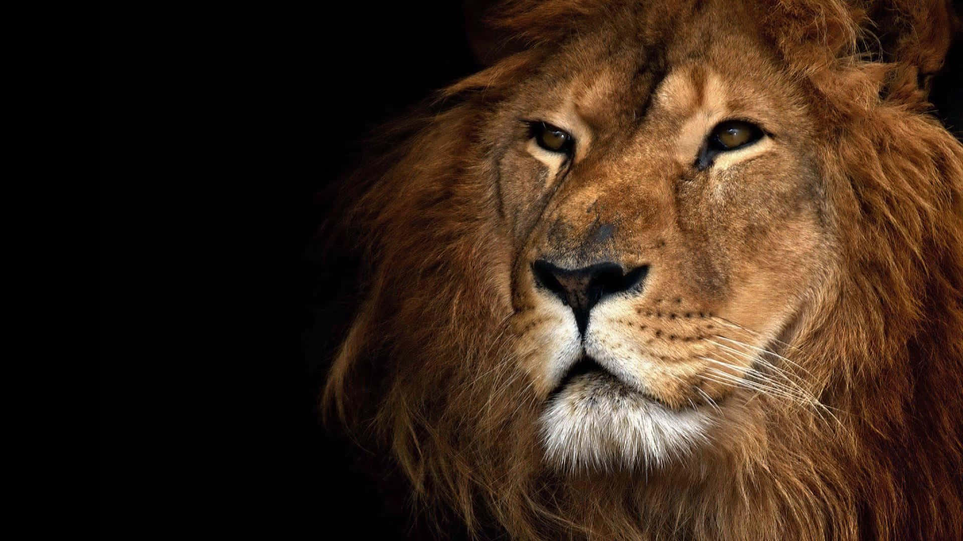 猶大之獅徽章 壁紙 — 一頭雄偉的雄獅，擁有濃密的金色鬃毛，在純黑背景下凝視著。
