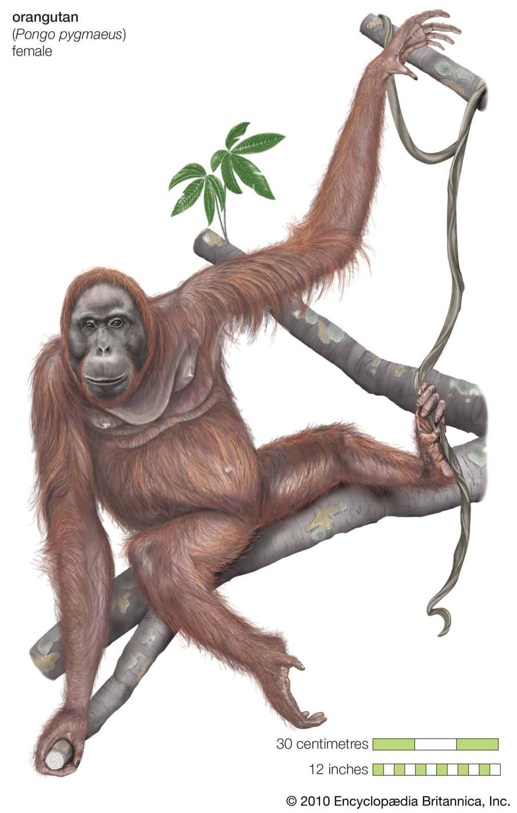 猿猴坐在樹枝上 壁紙 — 一幅詳細插圖，描繪一隻雌性猩猩用長臂和濃密的紅棕色毛髮抓緊樹枝。