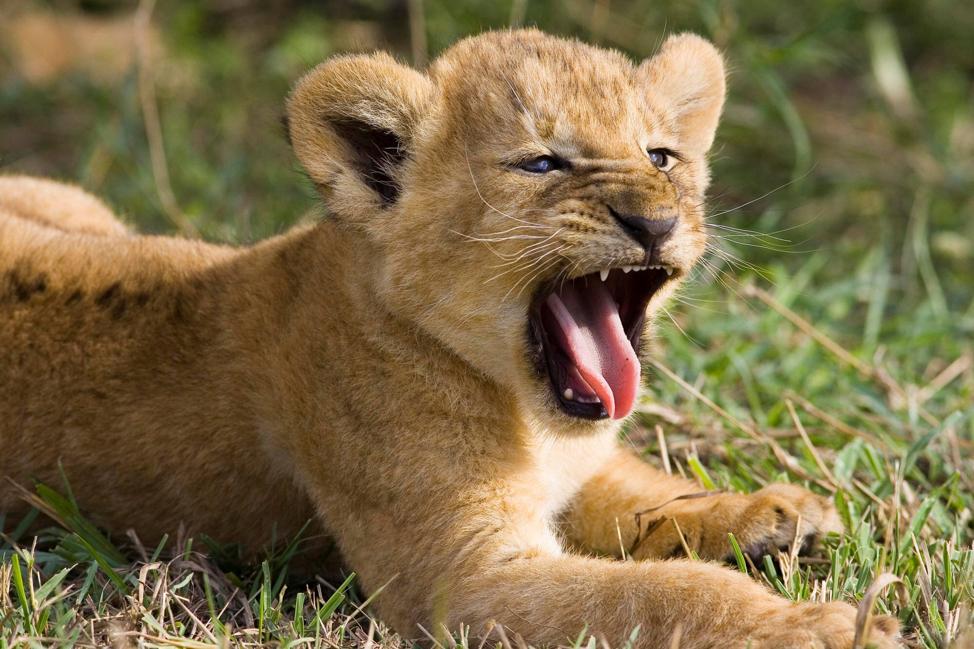 獅 cub 張開嘴巴 壁紙 — 一隻年輕的獅子幼崽在草地上張大嘴巴打呵欠，有著明亮的藍眼睛和柔軟的金色毛髮。