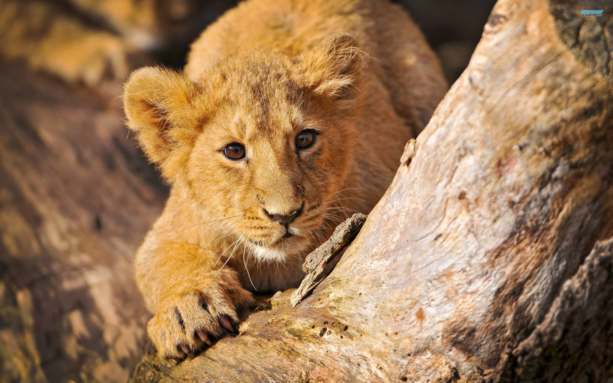 獅 cub 躲在樹幹後 壁紙 — 一隻金色毛髮的幼獅在溫暖陽光下好奇地從風化的樹幹後面窺視。