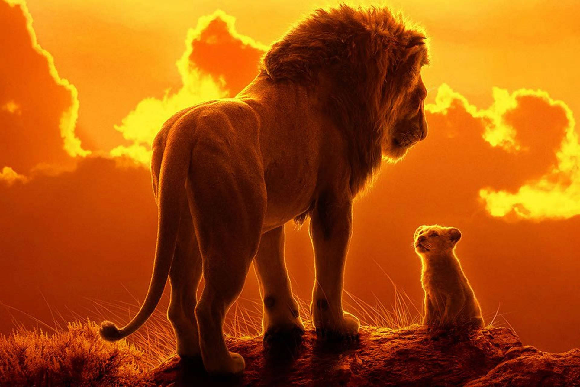 成年獅子和幼獅在懸崖上看日落