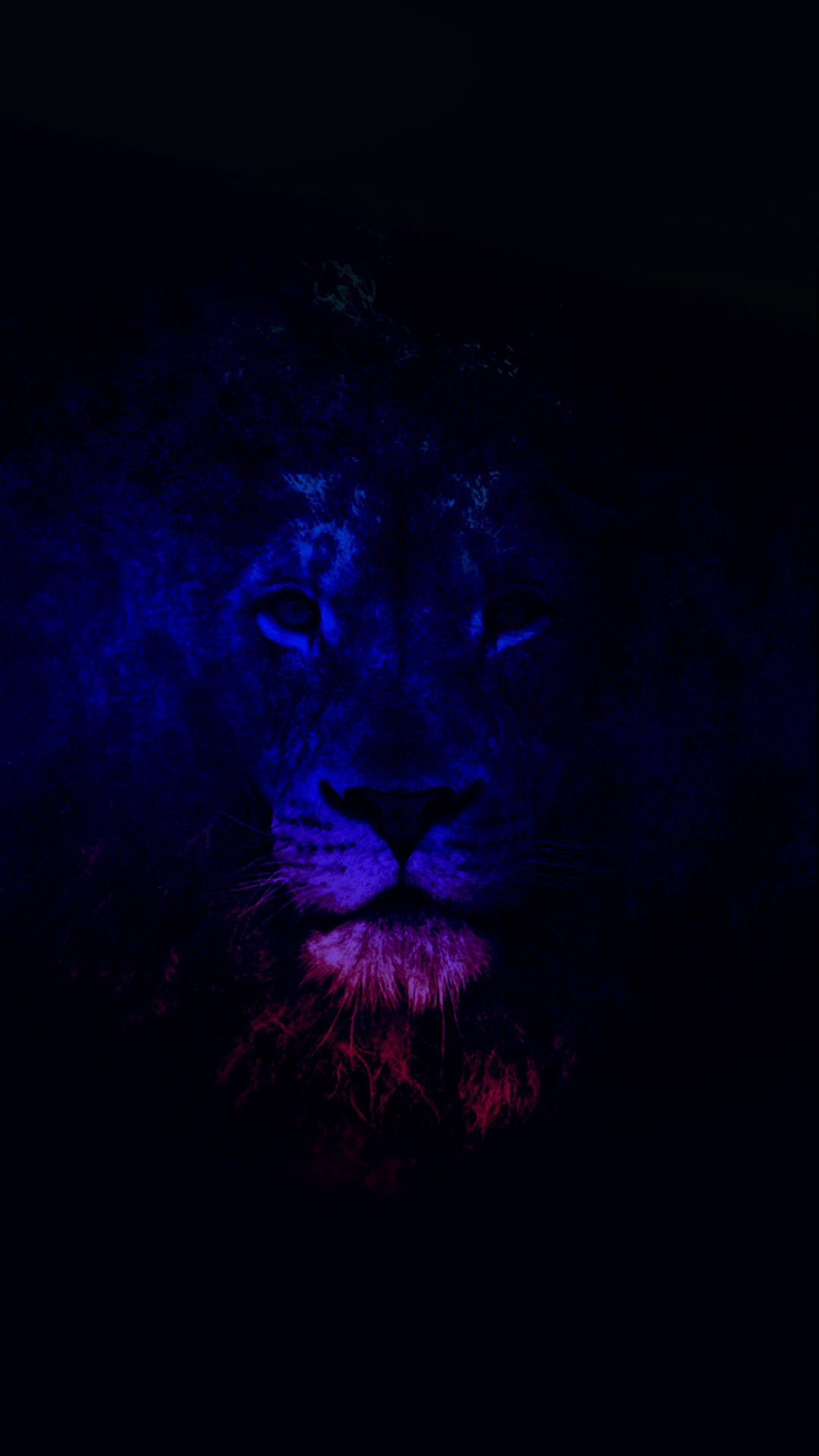 獅子 桌布 壁紙 — 獅子的臉在漆黑的背景下發出電光藍和洋紅色的光芒。