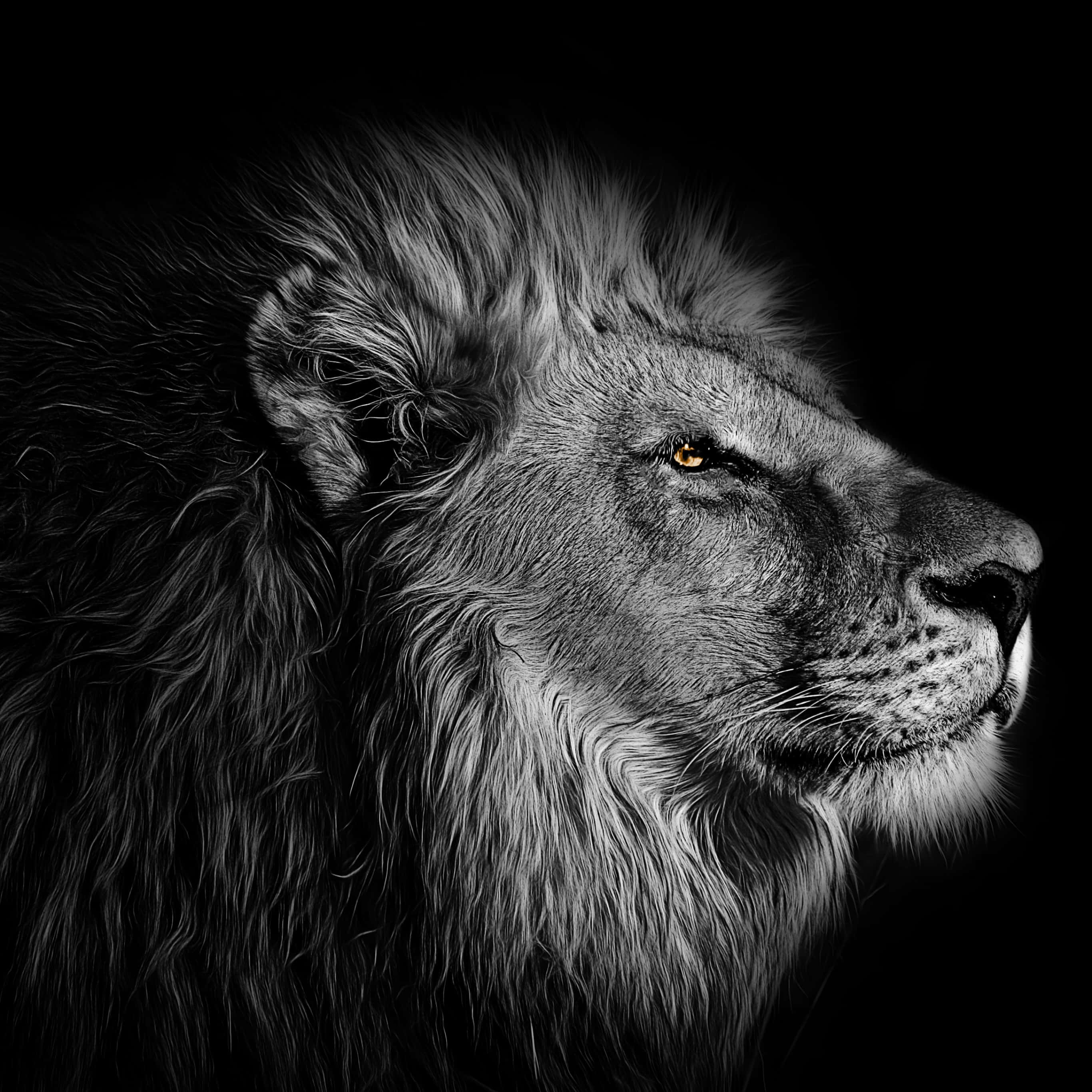 獅子背景 壁紙