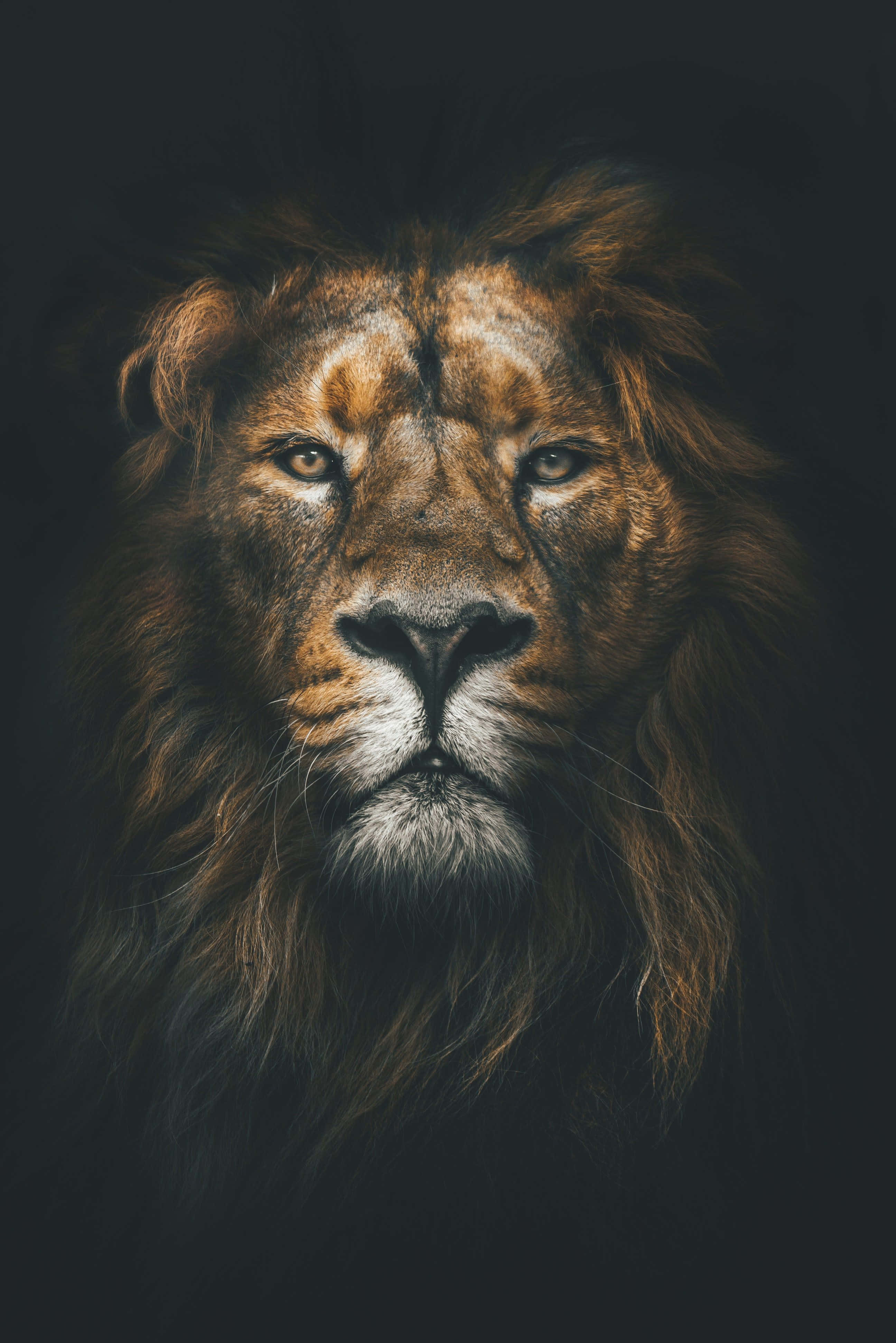 獅子背景 壁紙