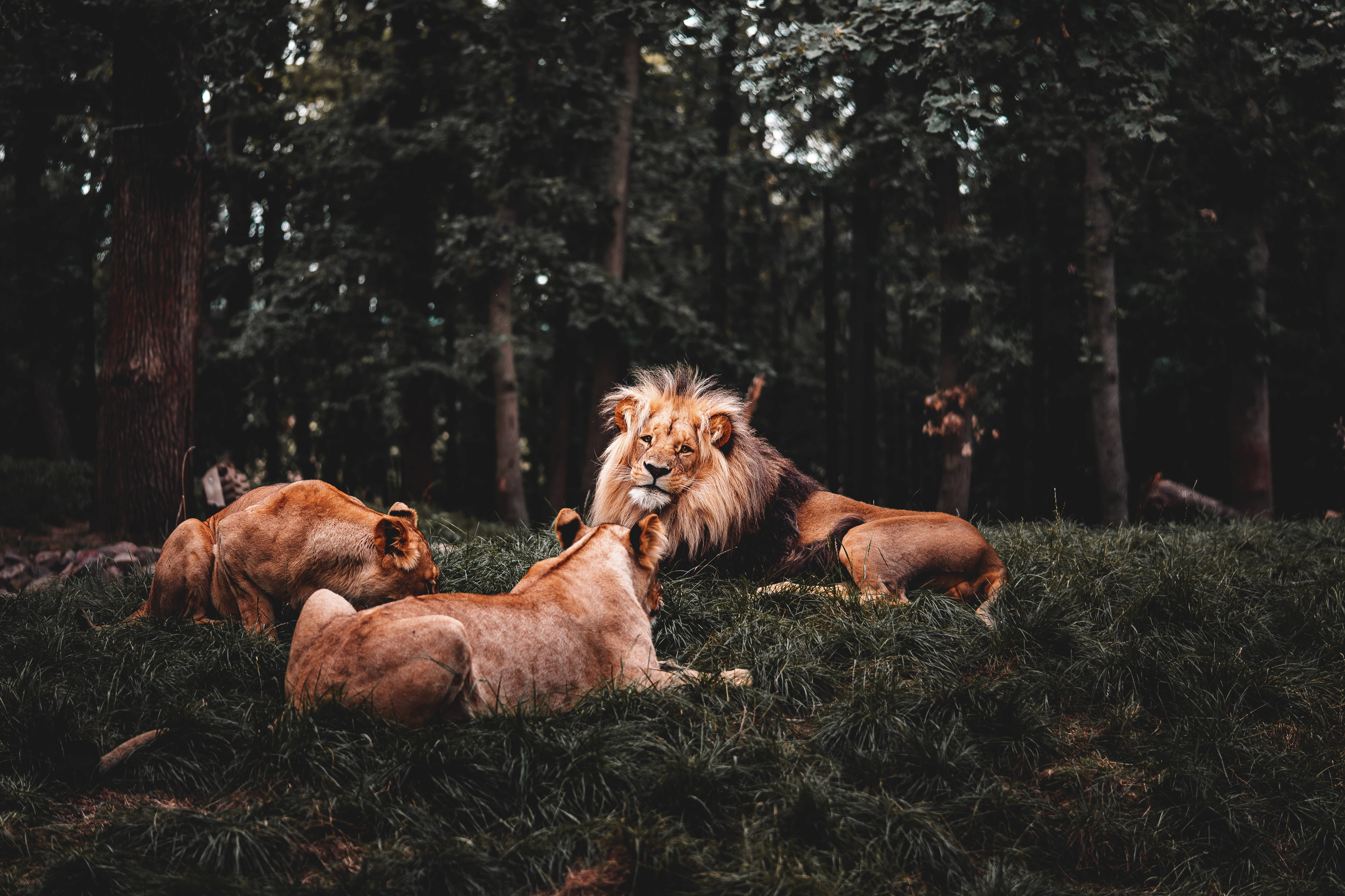 獅子與獅後 壁紙 — 一頭擁有完整鬃毛的雄獅在草地上警覺地休息，周圍有三頭雌獅。