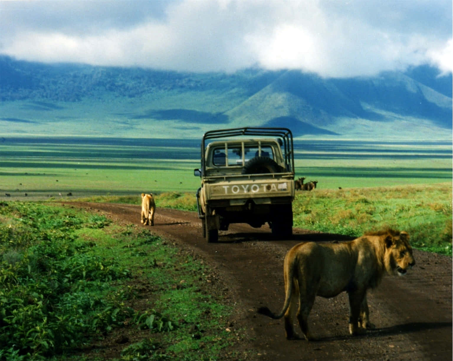 獅子與遊獵車輛於坦桑尼亞恩戈羅恩戈羅火山口 壁紙 — 一輛 safari 卡車沿著泥路行駛，兩隻獅子在多雲的天空下廣闊的綠色稀樹草原上自由漫步。
