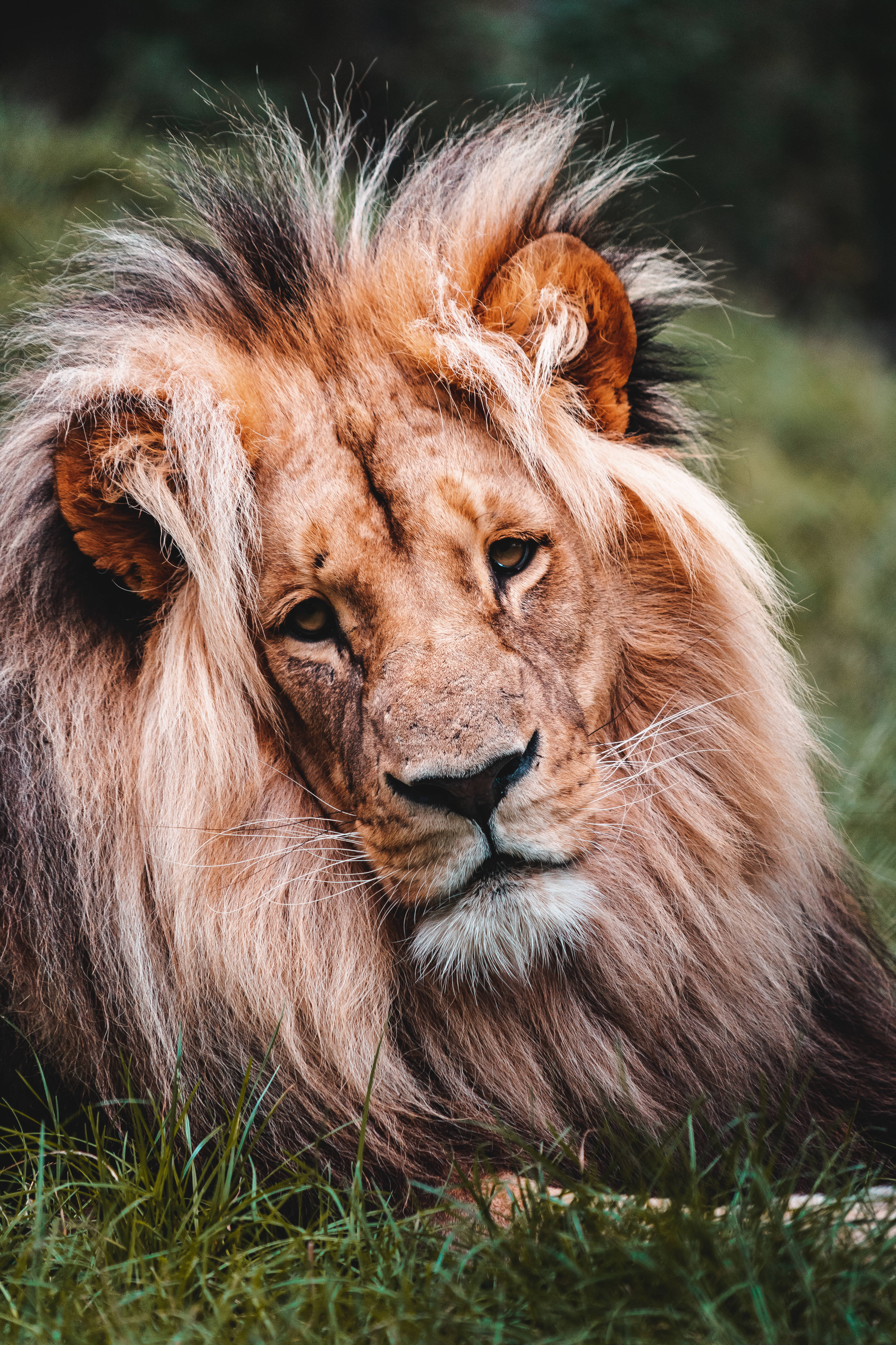 獅子野生動物肖像 壁紙 — 一頭雄偉的雄獅，擁有濃密的金色鬃毛，在茂密的綠草中休息，專注地凝視著鏡頭。