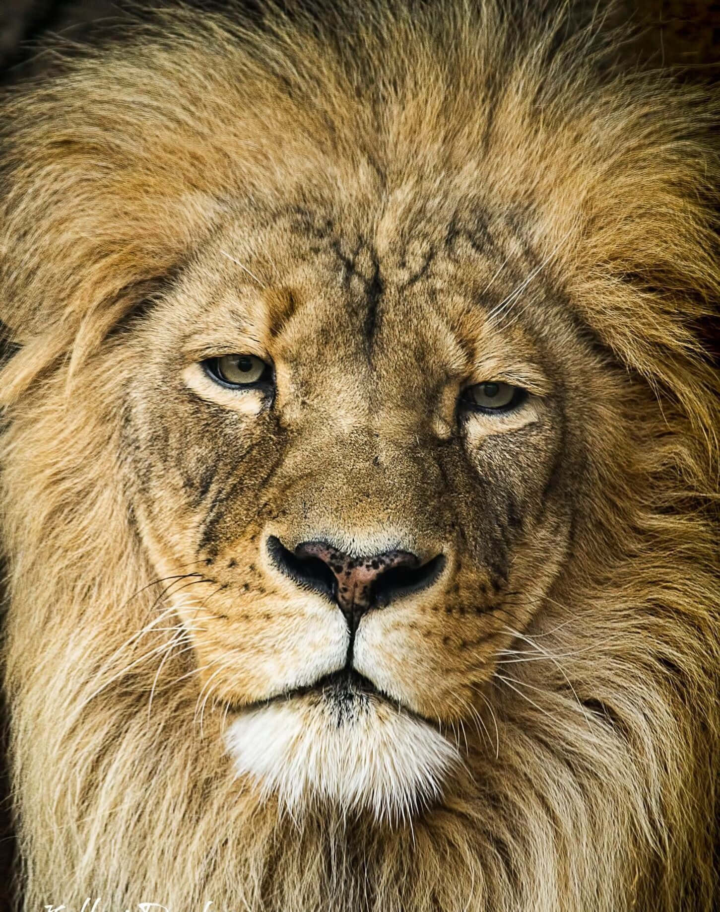 獅子面對自己的威嚴 壁紙 — 一頭雄偉的雄獅近距離肖像，擁有完整的金色鬃毛和銳利的眼神。