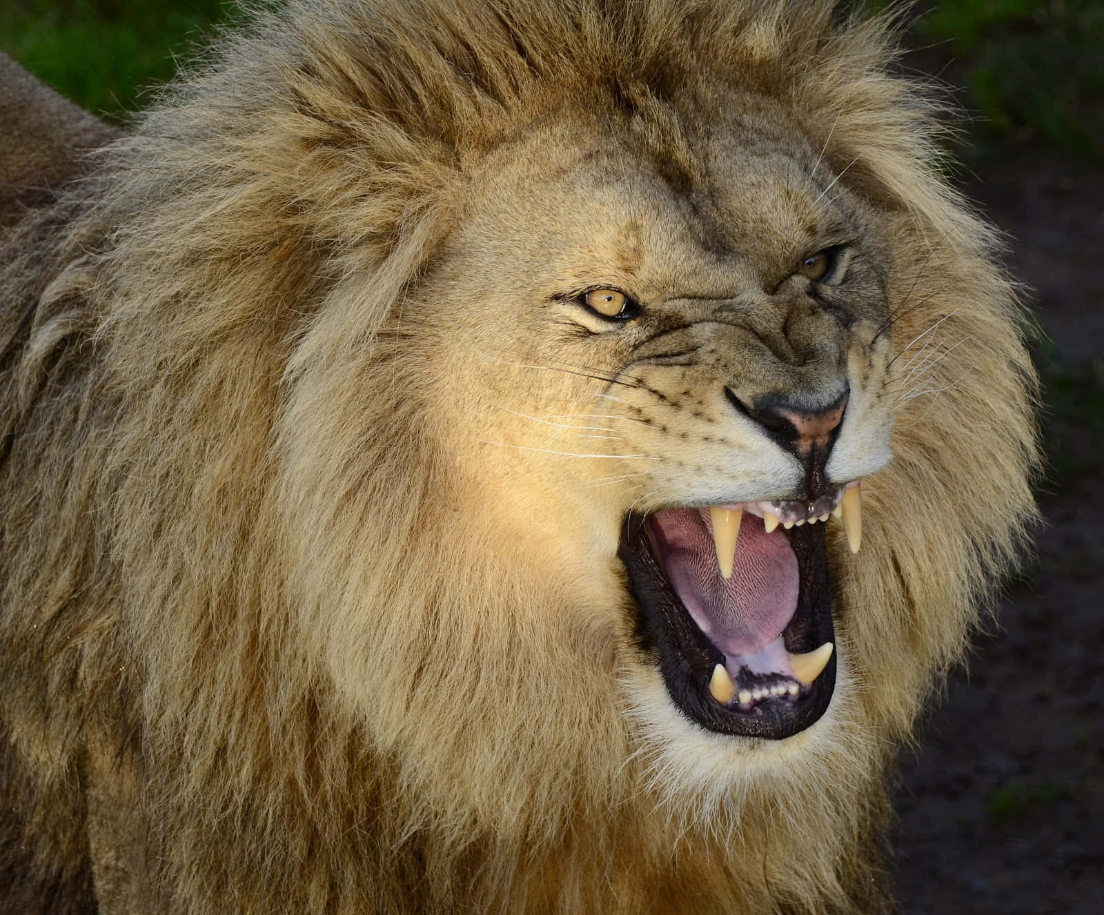 獅子面部特寫 壁紙 — 一頭雄性獅子張大嘴巴咆哮，露出尖銳牙齒和粉紅色舌頭的近距離照片。