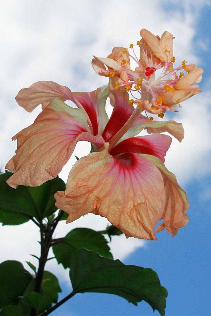 獅尾芙蓉花 壁紙 — 一朵充滿活力的芙蓉花，帶有蜜桃色和粉紅色的花瓣，在明亮的藍天和蓬鬆的白雲中綻放。
