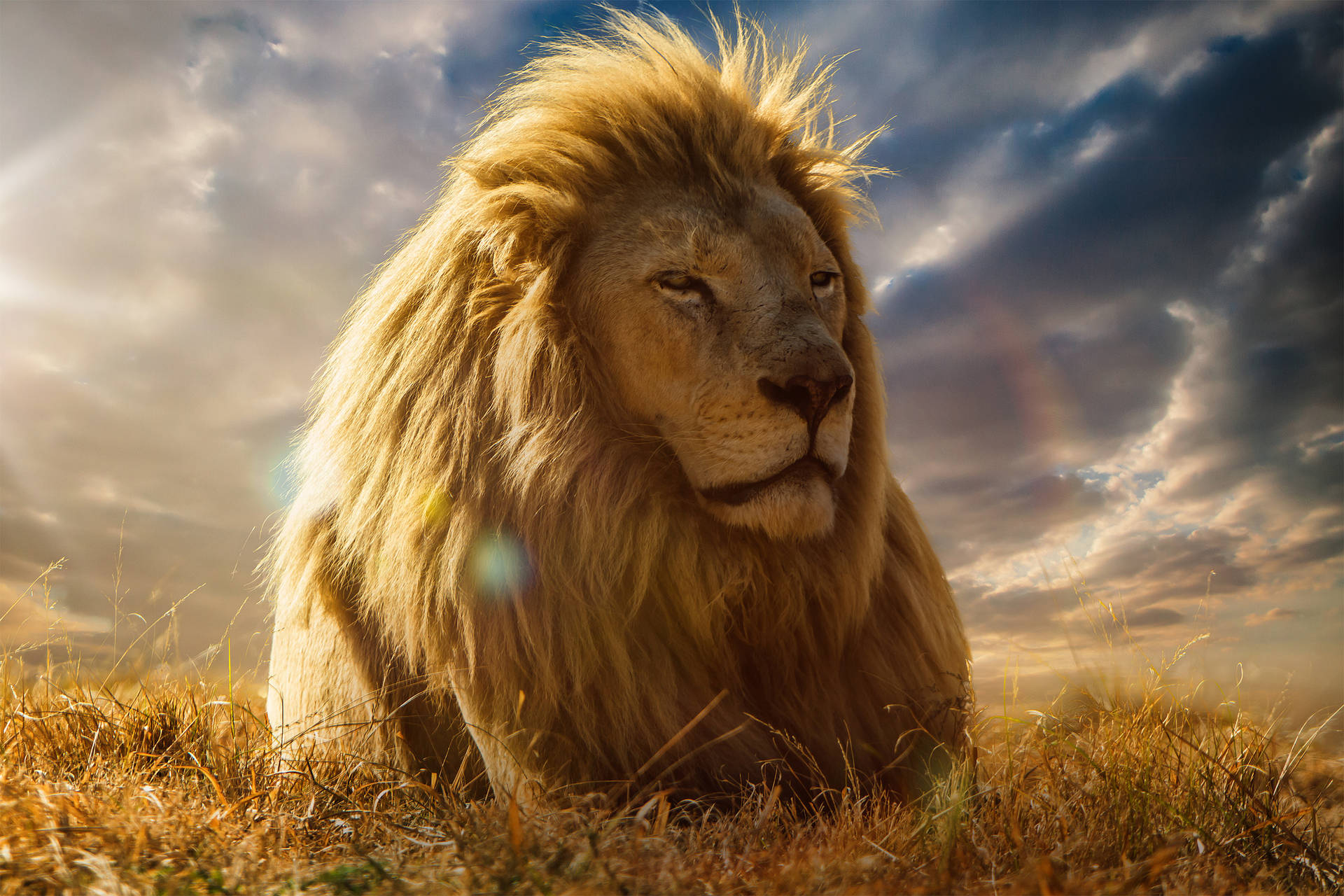 一頭金色鬃毛的雄獅在高高的草叢中休息，背景是戲劇性的日落天空。