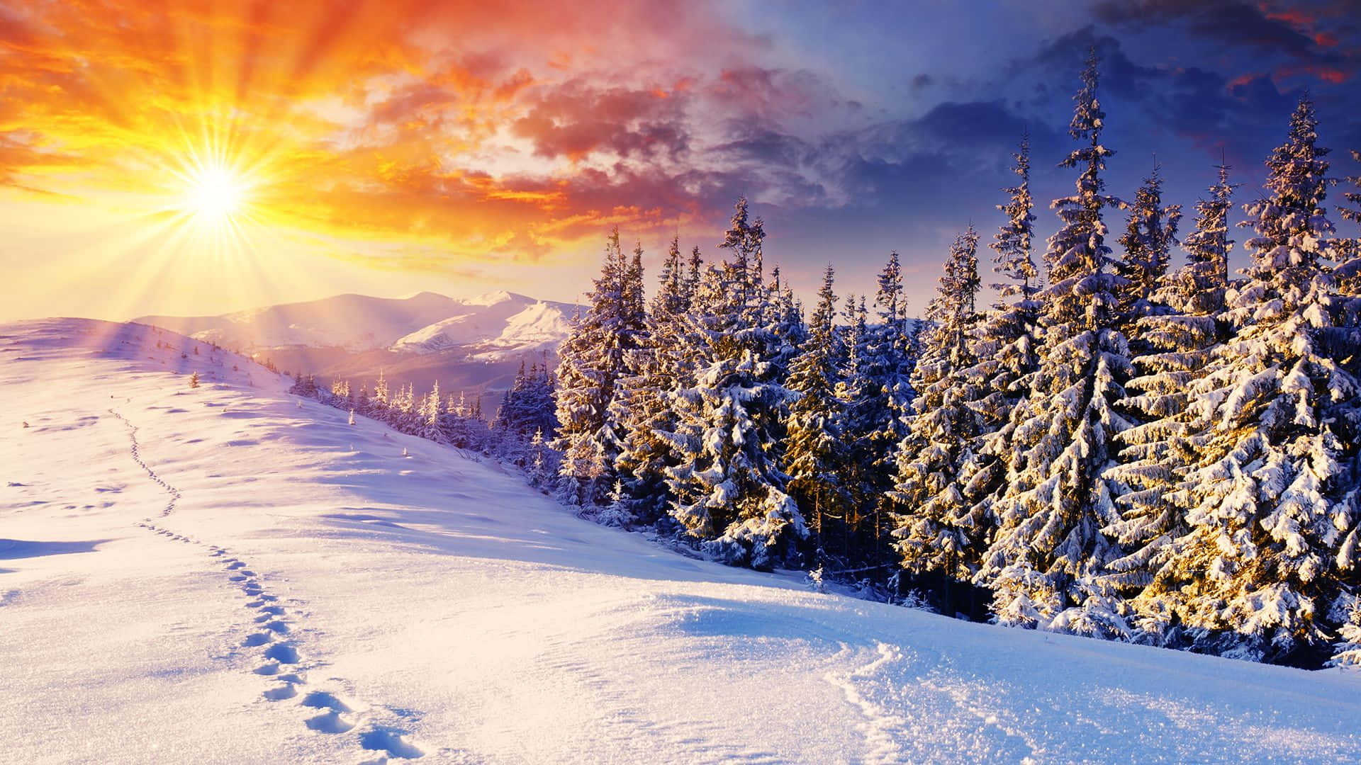 獨特冬日風景 壁紙 — 一條積雪的山間小徑蜿蜒穿過積雪的松樹，在充滿活力的日出下，放射出燦爛的金色光芒。
