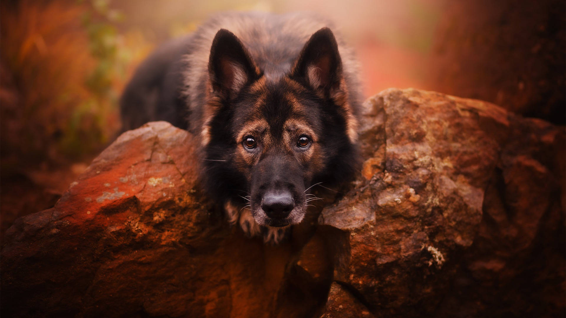 獨特的黑棕德國牧羊犬 壁紙 — 一隻毛色深黑、眼神警覺的德國牧羊犬幼犬，在溫暖金黃的森林環境中，從風化的紅褐色岩石上探出頭來。