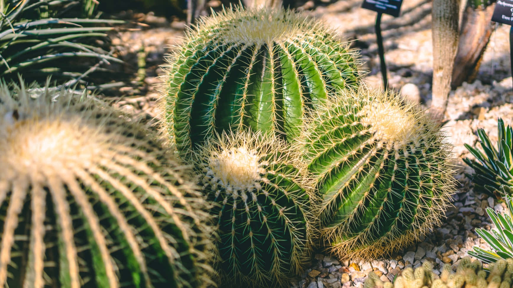 獨特美麗的仙人掌植物 壁紙 — 陽光照射下，帶有尖刺的金色桶形仙人掌聚集在沙漠花園的礫石地面上。