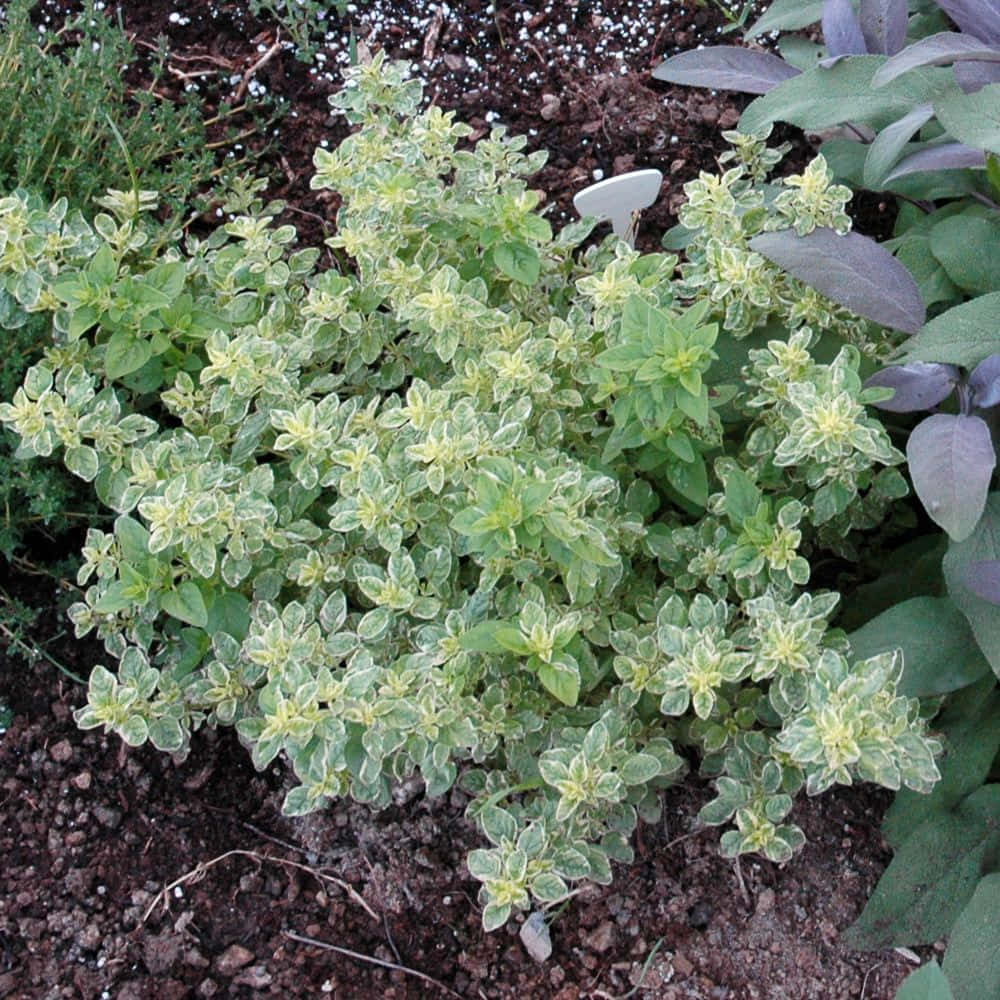 獨特葉色牛至植物圖 壁紙 — 一株茂盛的雜色草本植物，葉片呈綠色和奶油黃色，在紫色葉片旁邊的肥沃深色土壤中密集生長。