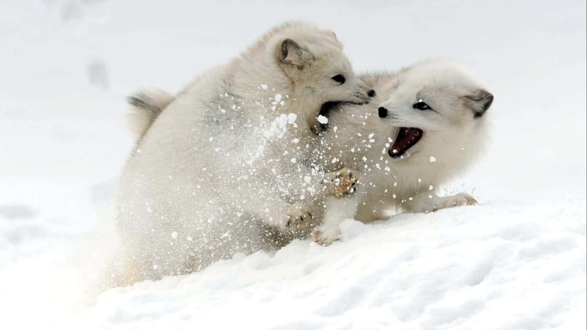 兩隻頑皮的白狐在深雪中扭打。