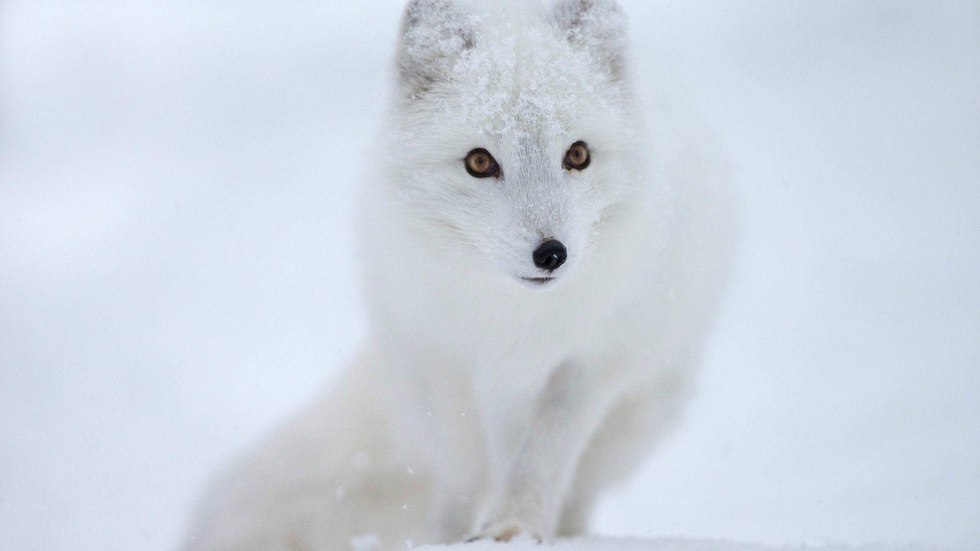 獵人與白狐照片 壁紙 — 一隻純白色的北極狐警覺地坐在雪景中，琥珀色的眼睛直視著觀眾。