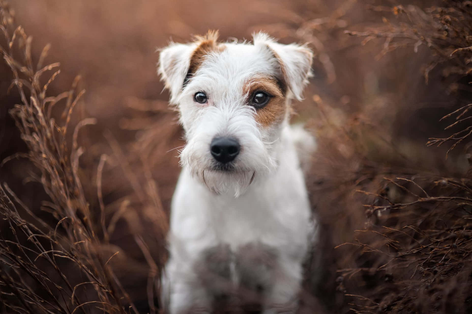 一隻白色和棕褐色獵狐梗幼犬坐在乾燥的草地上看著鏡頭。