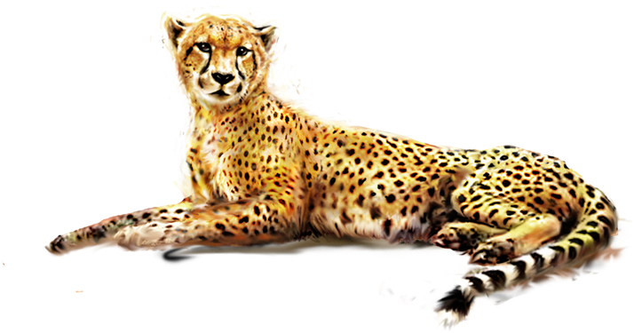 獵豹休息透明背景 壁紙