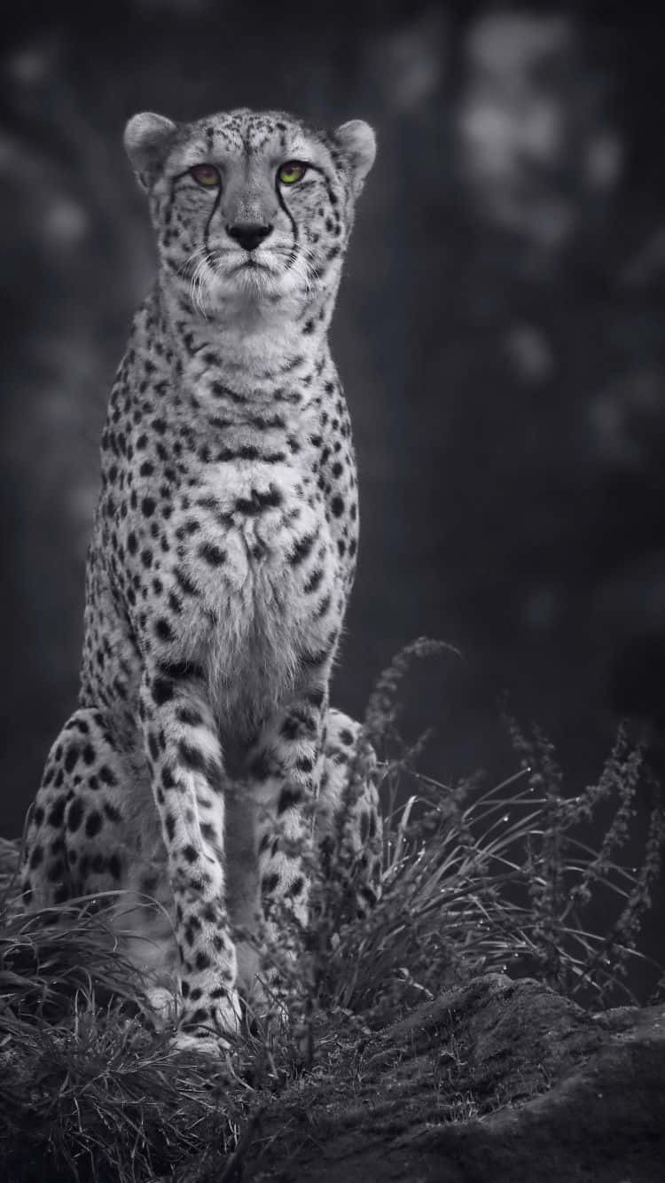 獵豹動物 iPhone 灰階壁紙 壁紙 — 一隻雄偉的獵豹警覺地坐在草地上，強烈的黃色眼睛在單色調中發光。