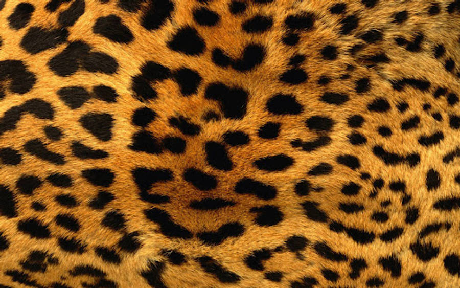 獵豹動物毛皮 壁紙 — 特寫豐富的金棕色豹毛，帶有鮮明的黑色玫瑰花結和柔軟有紋理的毛髮。