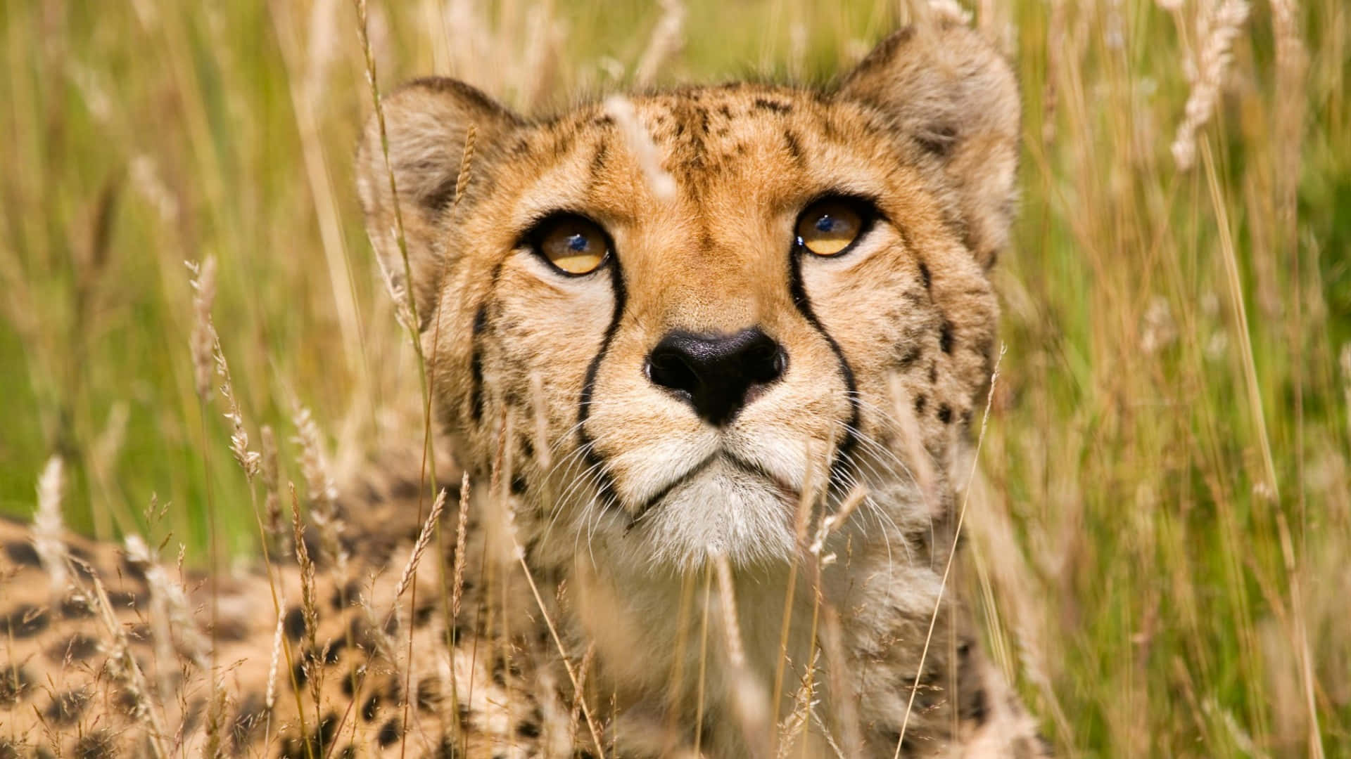 African Wildlife 桌布 壁紙 — 獵豹在明亮陽光下從高高的金色草叢中出現的強烈凝視特寫。