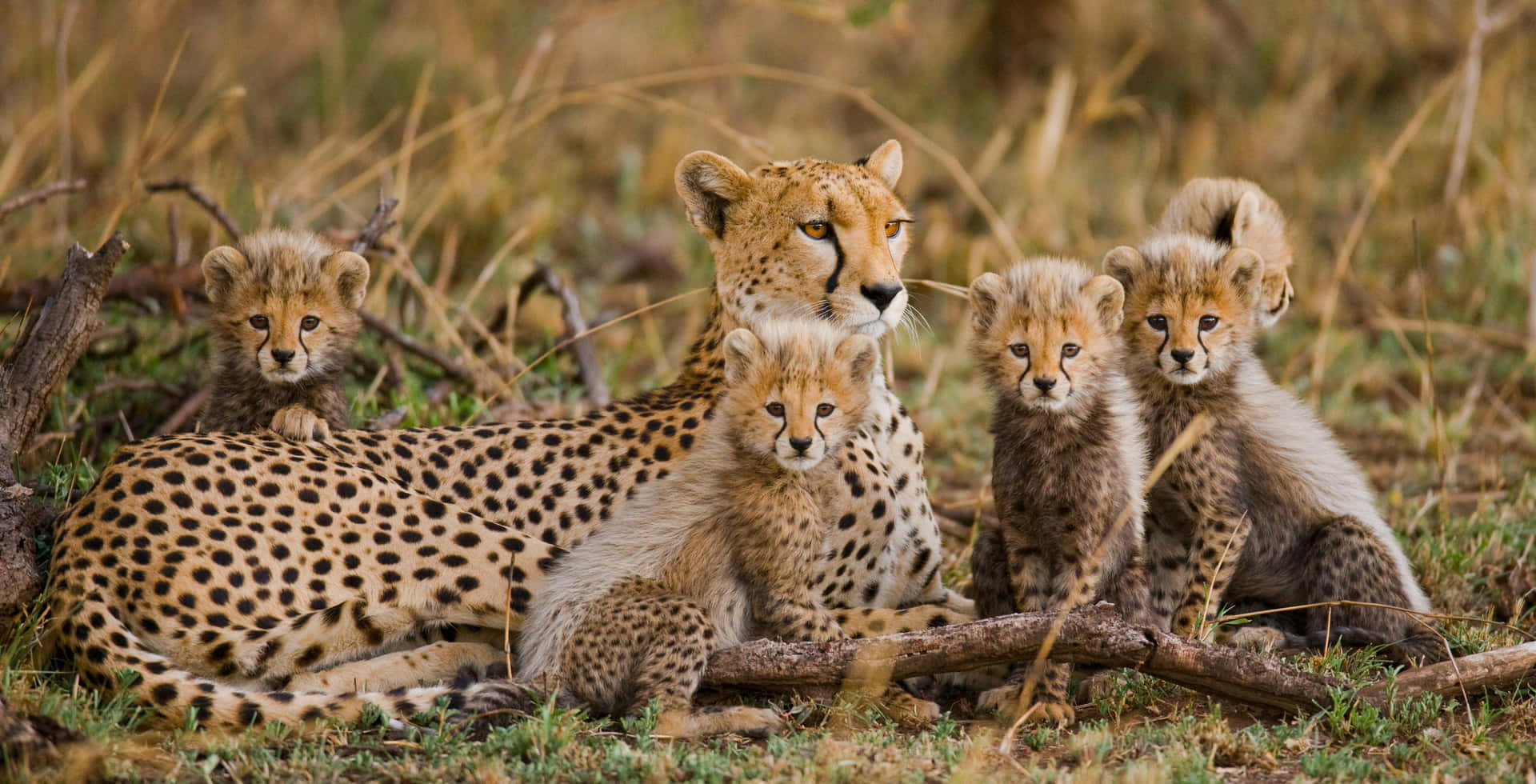 African Wildlife 桌布 壁紙 — 獵豹媽媽和她的四隻幼豹一起在乾草中休息，神情專注。