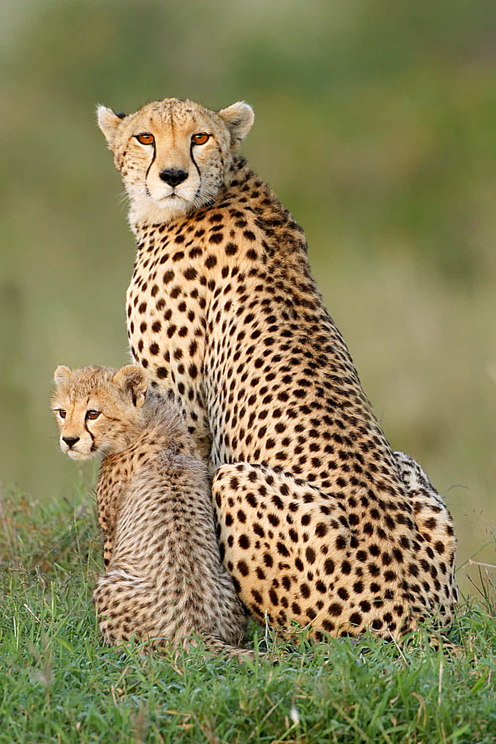 African Wildlife 桌布 壁紙 — 獵豹媽媽和她的幼崽在柔和的日光下，警覺地坐在充滿活力的綠草中。