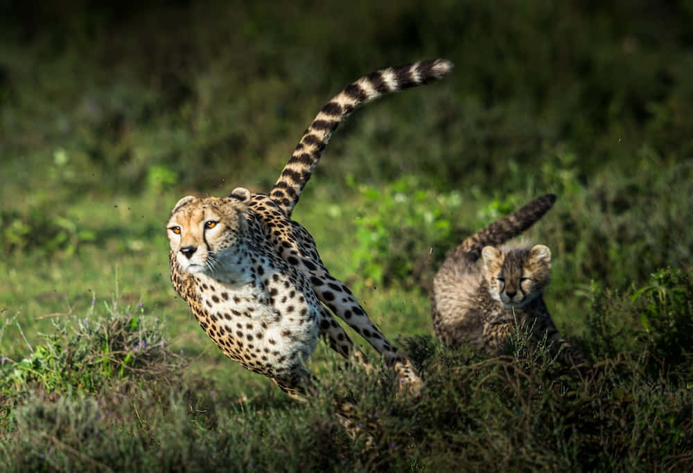 獵豹幼崽草原 Safari 照片 壁紙 — 一隻獵豹在草地上奔馳，附近有一隻幼豹蹲伏在陽光明媚的稀樹草原上。