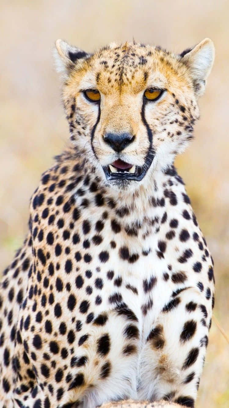 獵豹野生動物隨拍 iPhone 壁紙 — 乾燥草原中，一隻擁有強烈金色眼睛和斑點皮毛的獵豹，直視鏡頭的特寫。