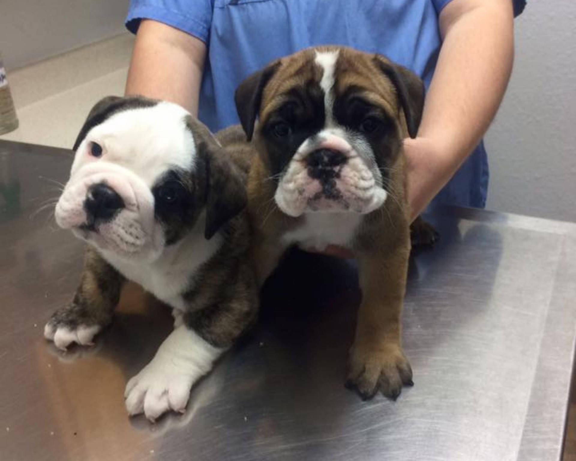 兩隻鬥牛犬幼犬在獸醫桌上，一位穿著手術衣的人抱著其中一隻。 — 醫生 壁紙