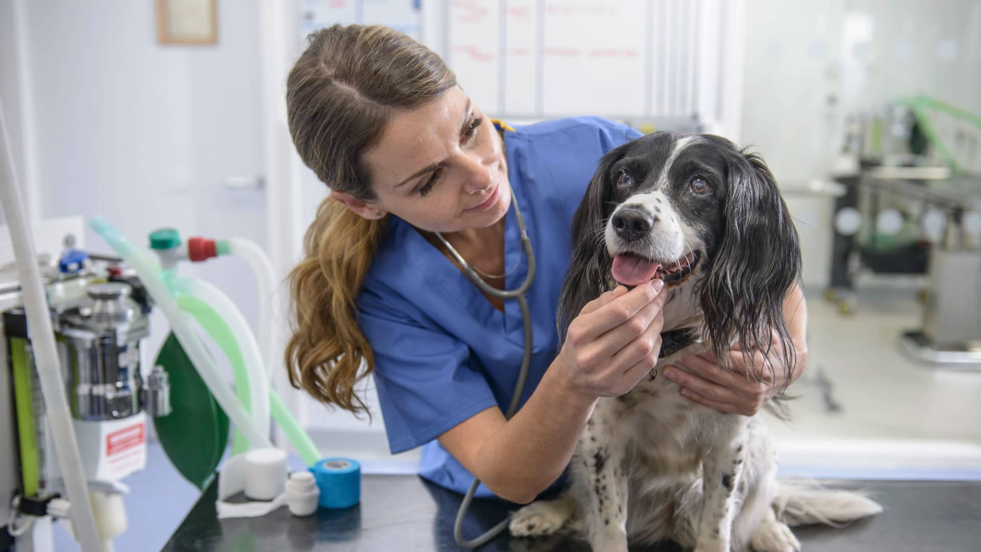 獸醫為犬隻口腔治療 壁紙 — 一位身穿藍色手術衣的獸醫在明亮的診所環境中輕柔地檢查一隻快樂的黑白狗的嘴巴。
