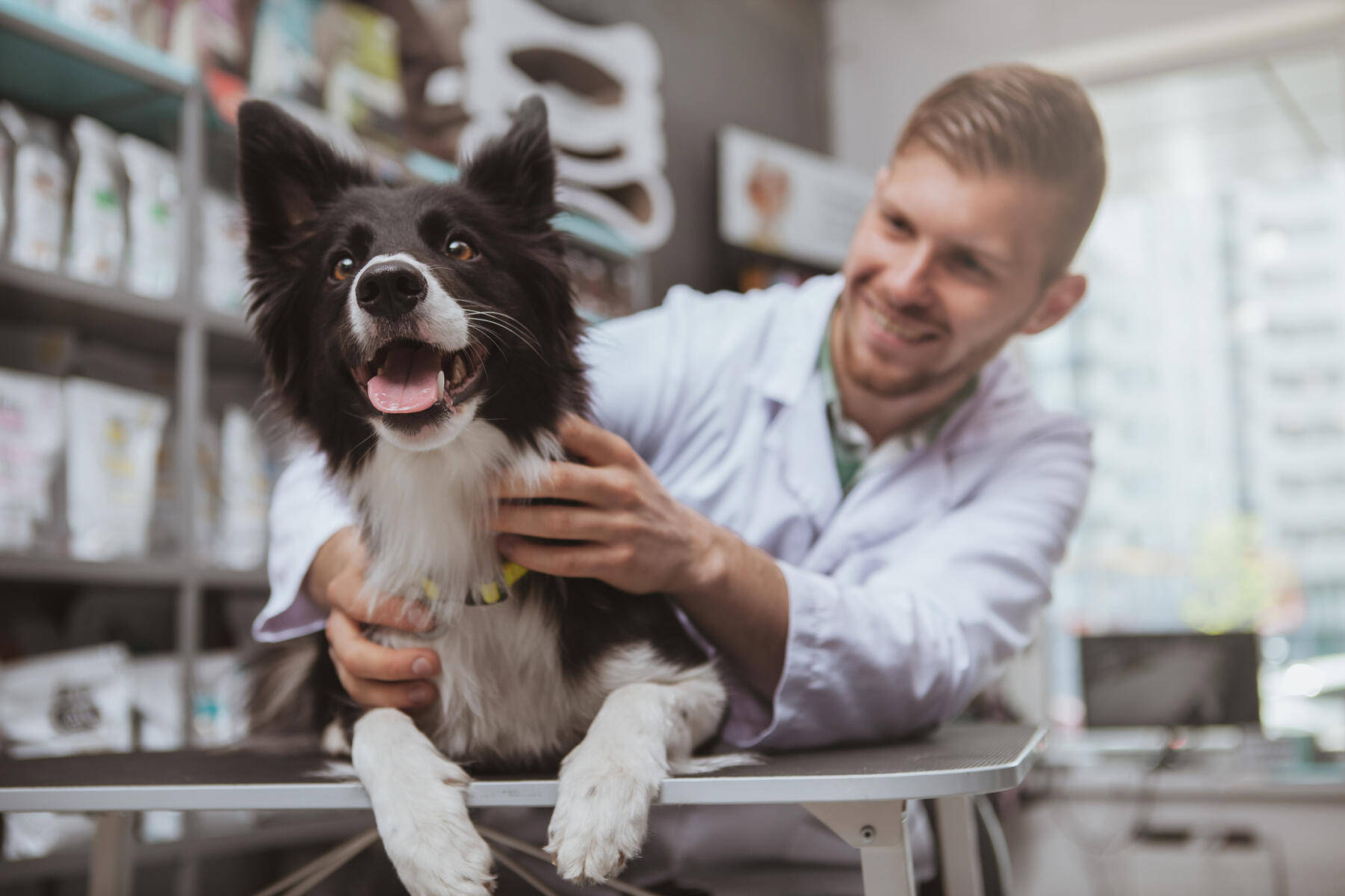 獸醫微笑著抱著一隻快樂的邊境牧羊犬在檢查桌上。