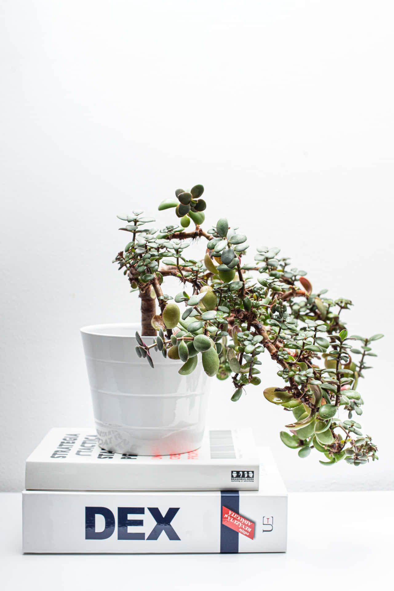 白色花盆中的翡翠植物放在白色表面上的兩本書上。
