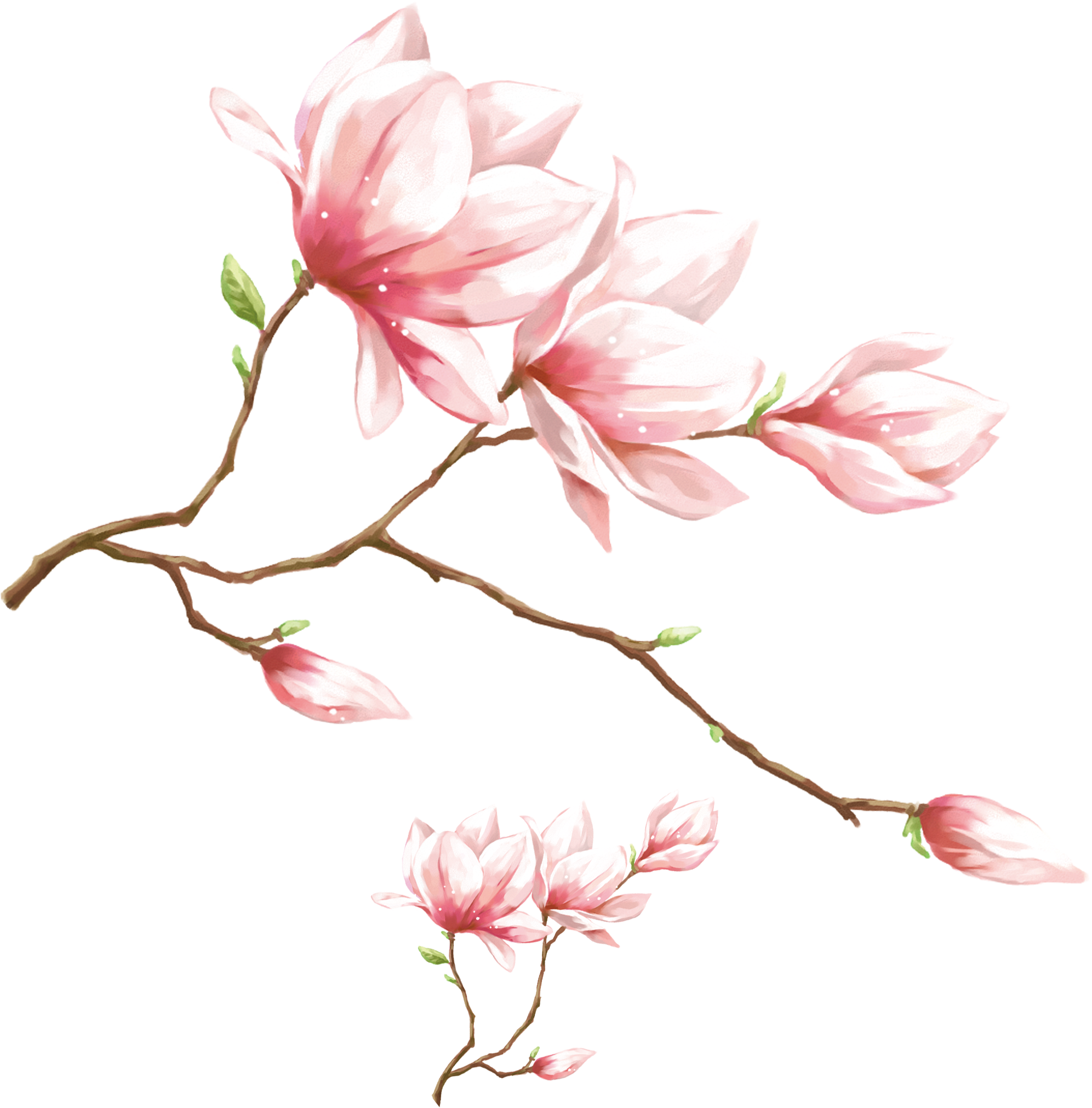 玉蘭花枝條插圖 壁紙 — 嬌嫩的粉紅色木蘭花在純白色背景上，優雅地綻放在纖細的棕色樹枝上。