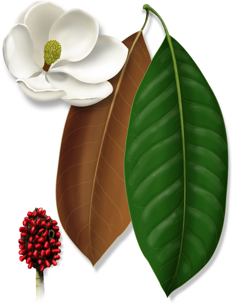 玉蘭花種子莢與葉子插畫 壁紙 — 一幅鮮豔的插圖，描繪了白色木蘭花、綠色葉子和紅色種子莢，背景為純黑色。