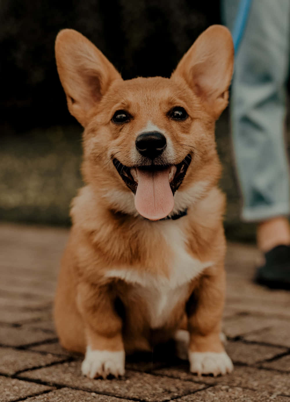一隻快樂的哥基幼犬坐在石路上，伸出舌頭。