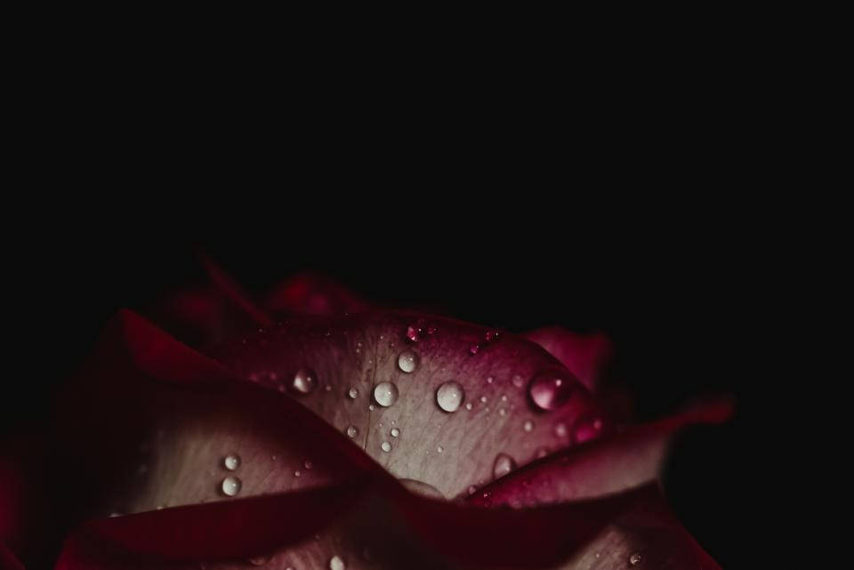 玫瑰上的水珠 壁紙 — 深紅色玫瑰花瓣的特寫，帶有閃閃發光的水珠，襯托在純黑背景上。