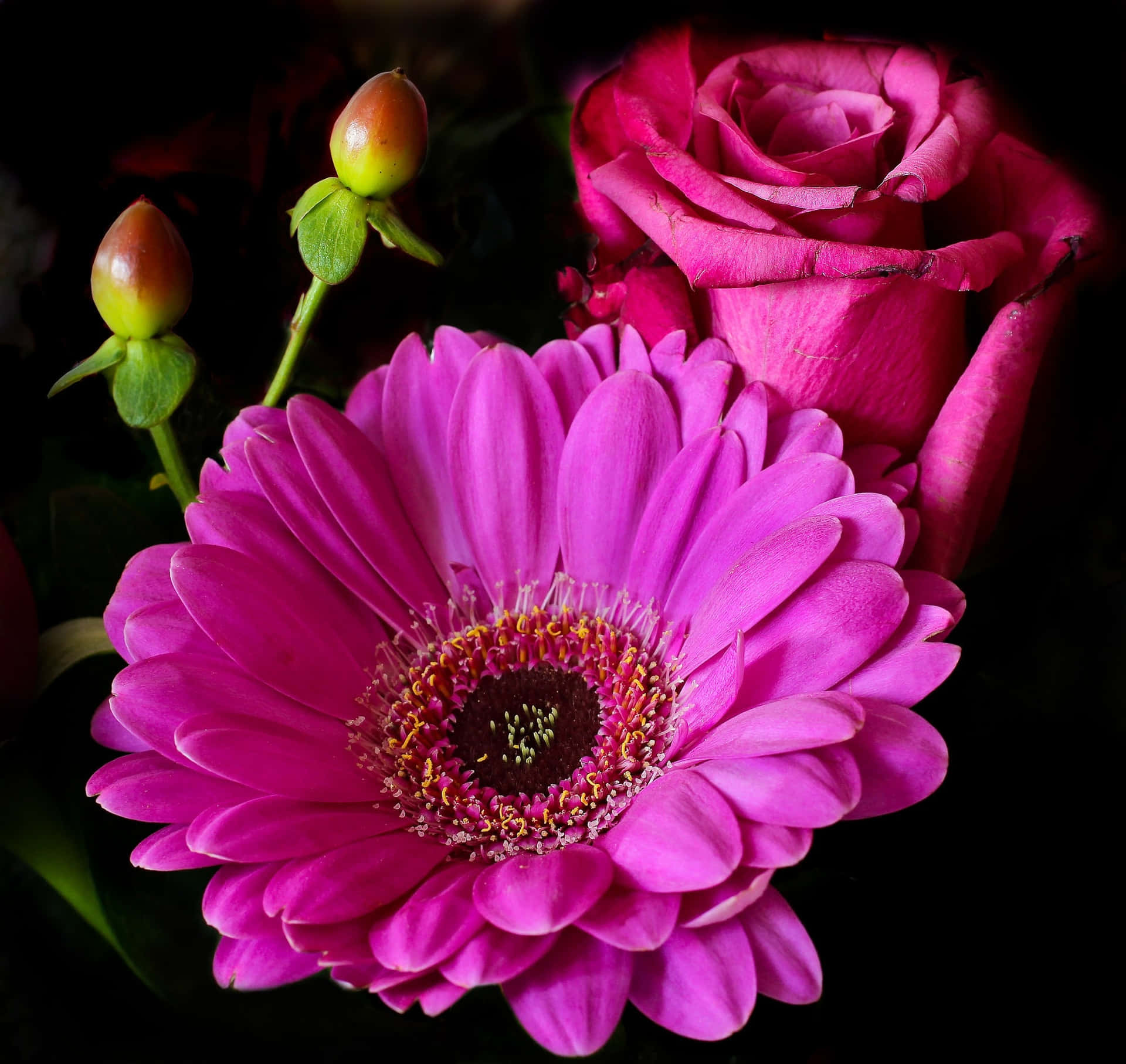 粉紅色非洲菊雛菊和玫瑰，帶有綠色花蕾，深色背景。