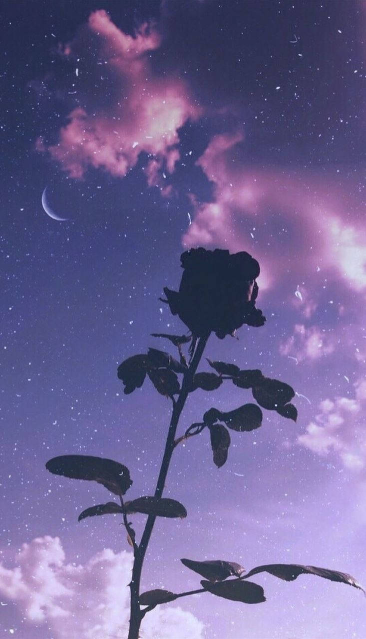 在帶有新月的紫色星空下，一朵深色玫瑰剪影。