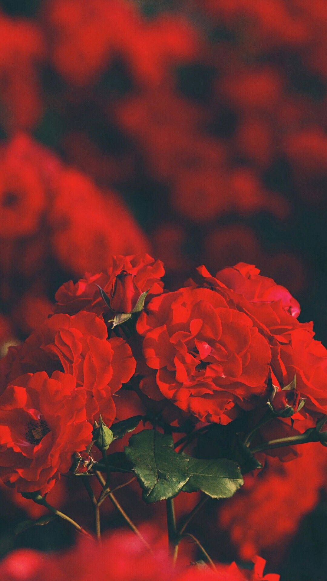 紅玫瑰特寫，背景模糊，綠葉襯托