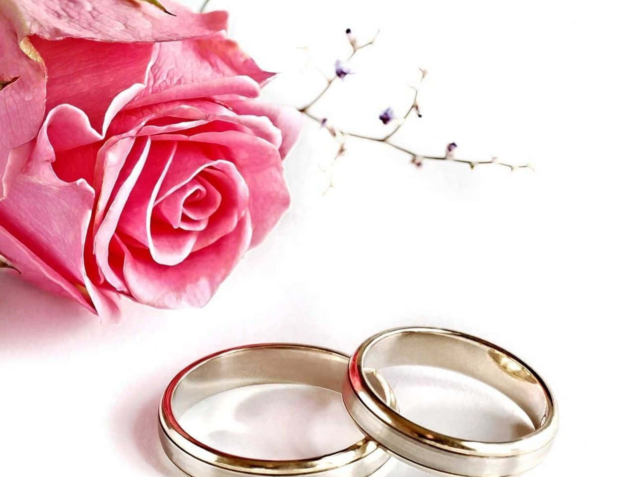 兩枚結婚戒指放在粉紅玫瑰和紫色小枝旁，白色背景