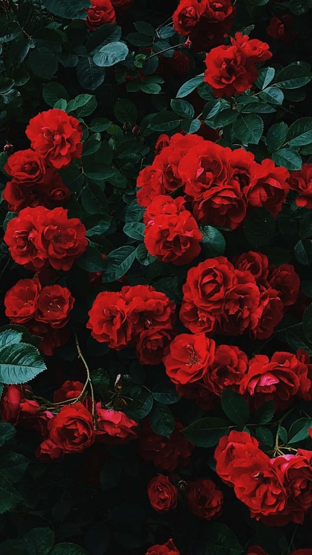 玫瑰花園美學紅色背景 壁紙 — 鮮豔的紅玫瑰在深色陰影的綠色樹葉中密集盛開，呈現出茂盛的花園場景。