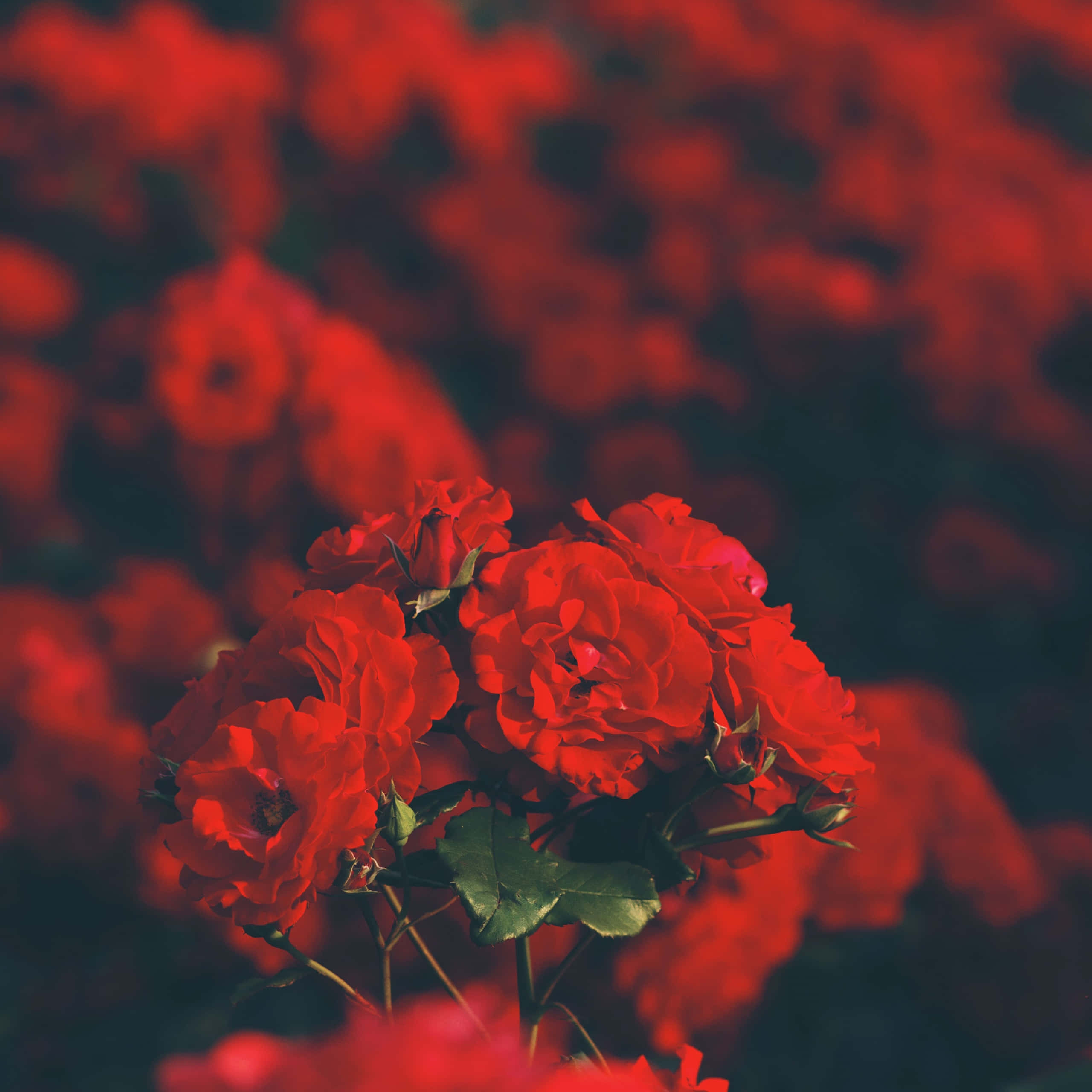 玫瑰花束美學紅色背景 壁紙 — 鮮豔的紅玫瑰在深紅色的背景下以柔焦綻放，營造出茂盛的浪漫花卉場景。