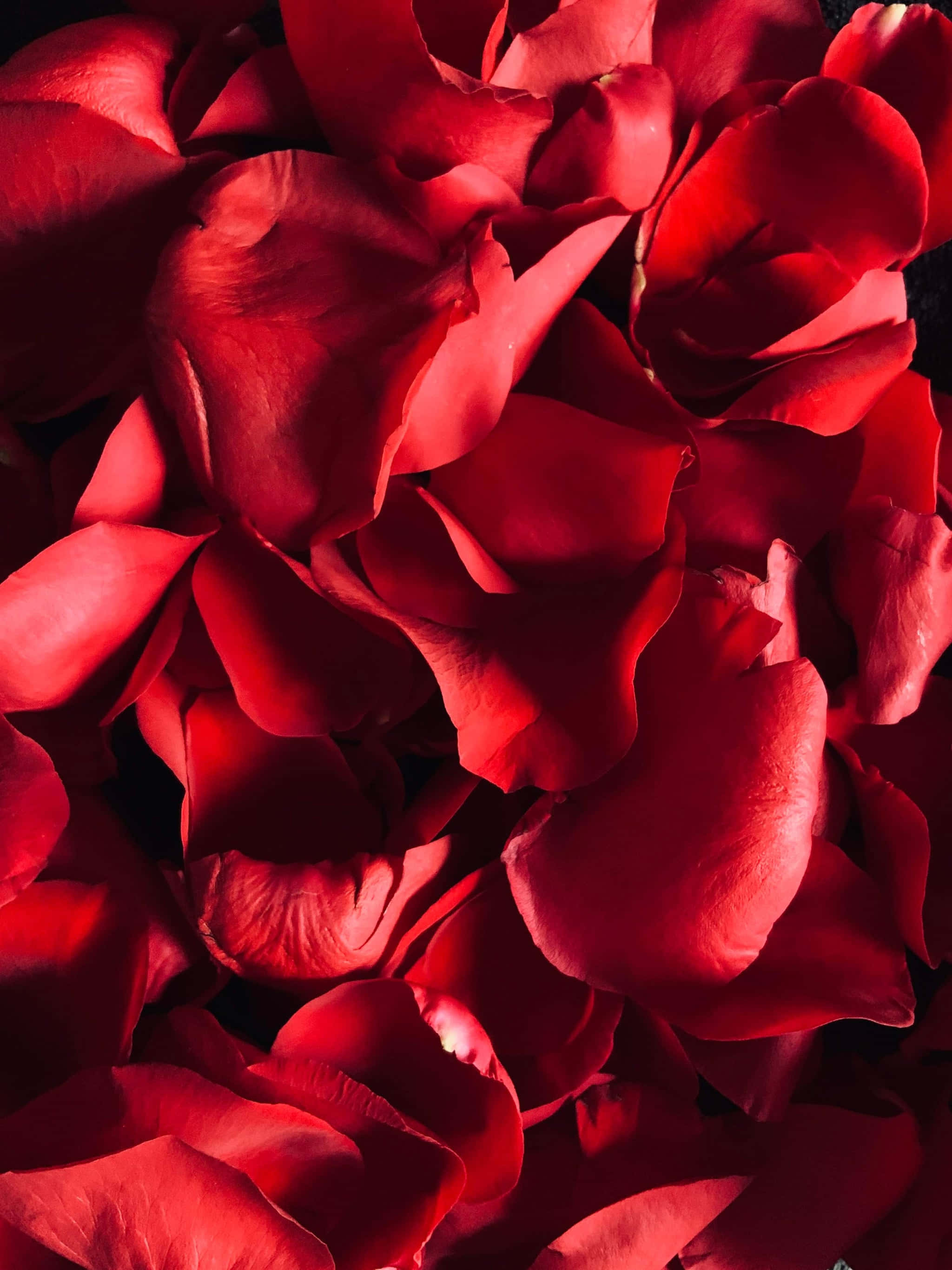 玫瑰花瓣美學紅色背景 壁紙 — 深紅色玫瑰花瓣的特寫，帶有柔和陰影和細膩質感，襯托在深色背景上。