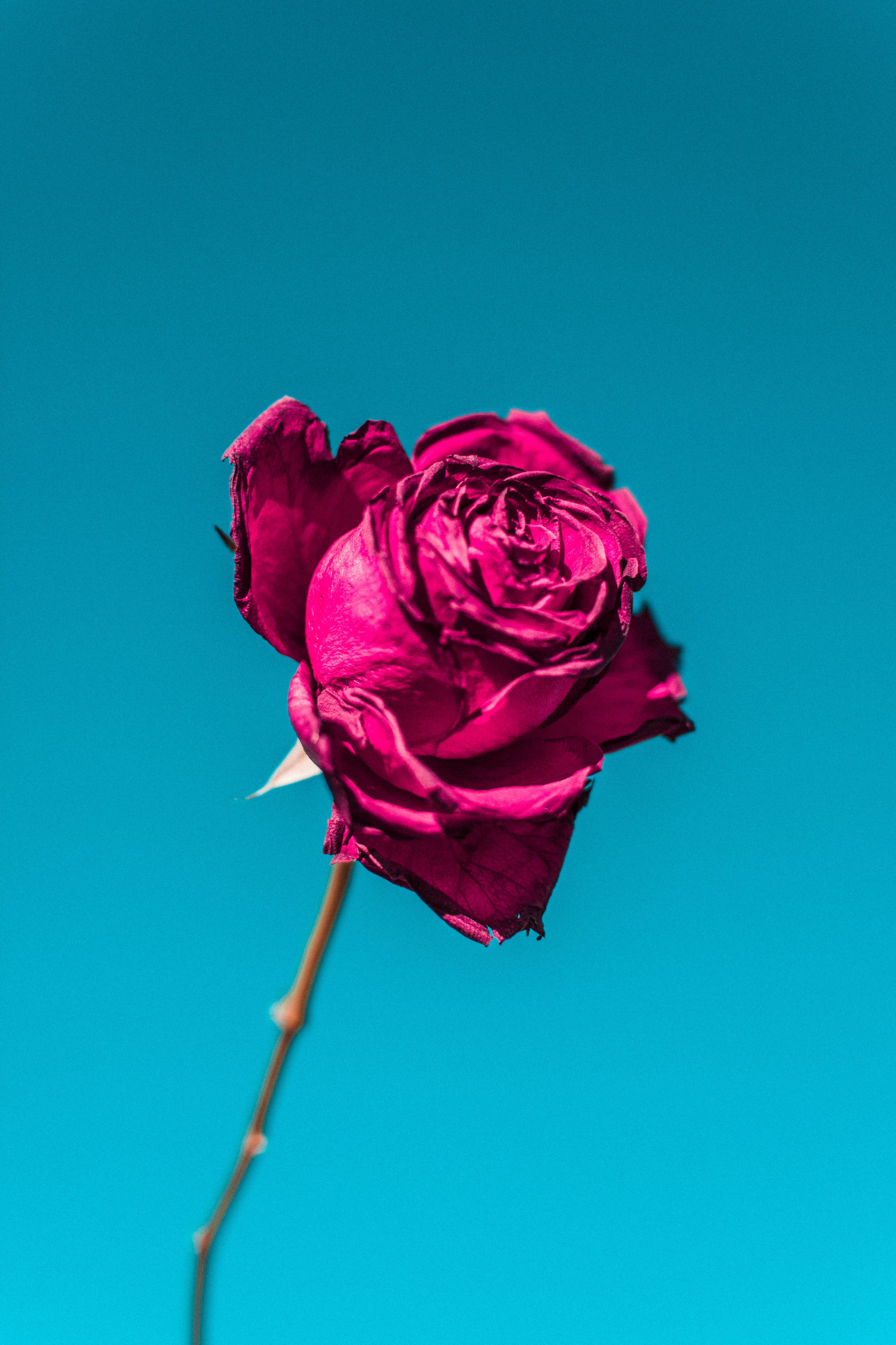 玫瑰花莖高清壁紙 壁紙 — 一朵充滿活力的洋紅色玫瑰，花瓣捲曲，立在純青色背景上。