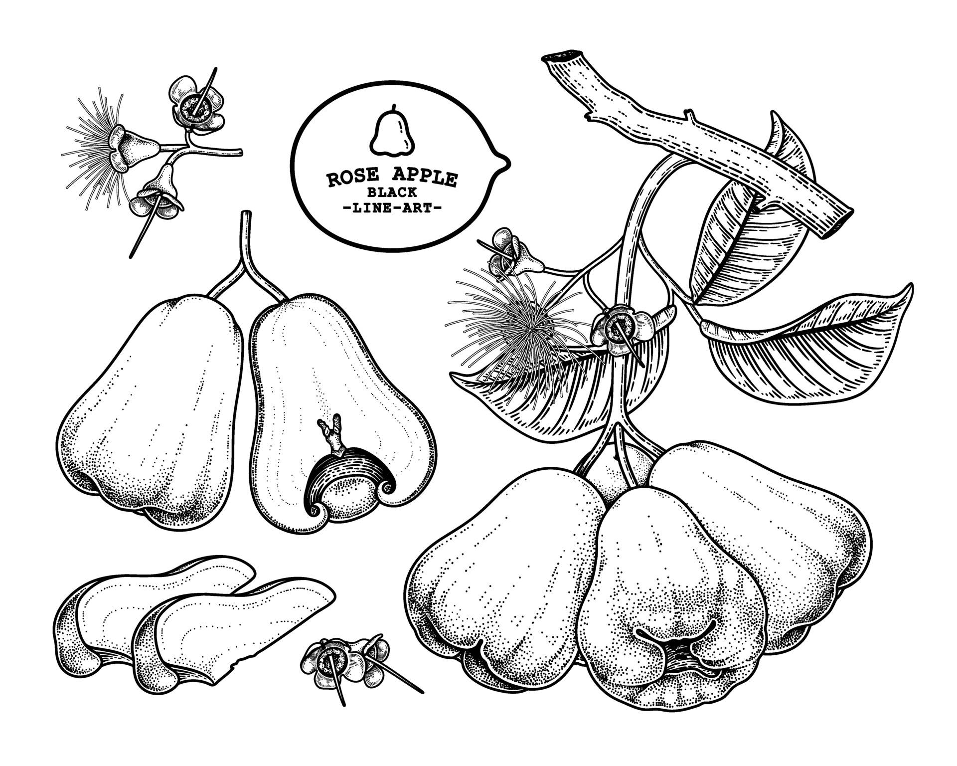 玫瑰蘋果繪圖 壁紙 — 詳細黑色線條藝術插圖，描繪玫瑰蘋果果實、花朵和葉子，帶有圓點陰影和帶標籤的徽章。