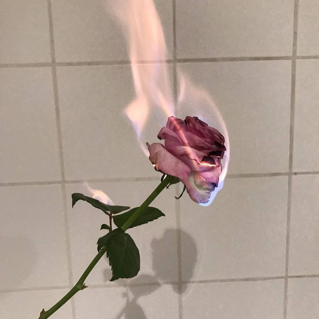 一朵粉紅玫瑰在瓷磚牆上燃燒，帶有陰影。