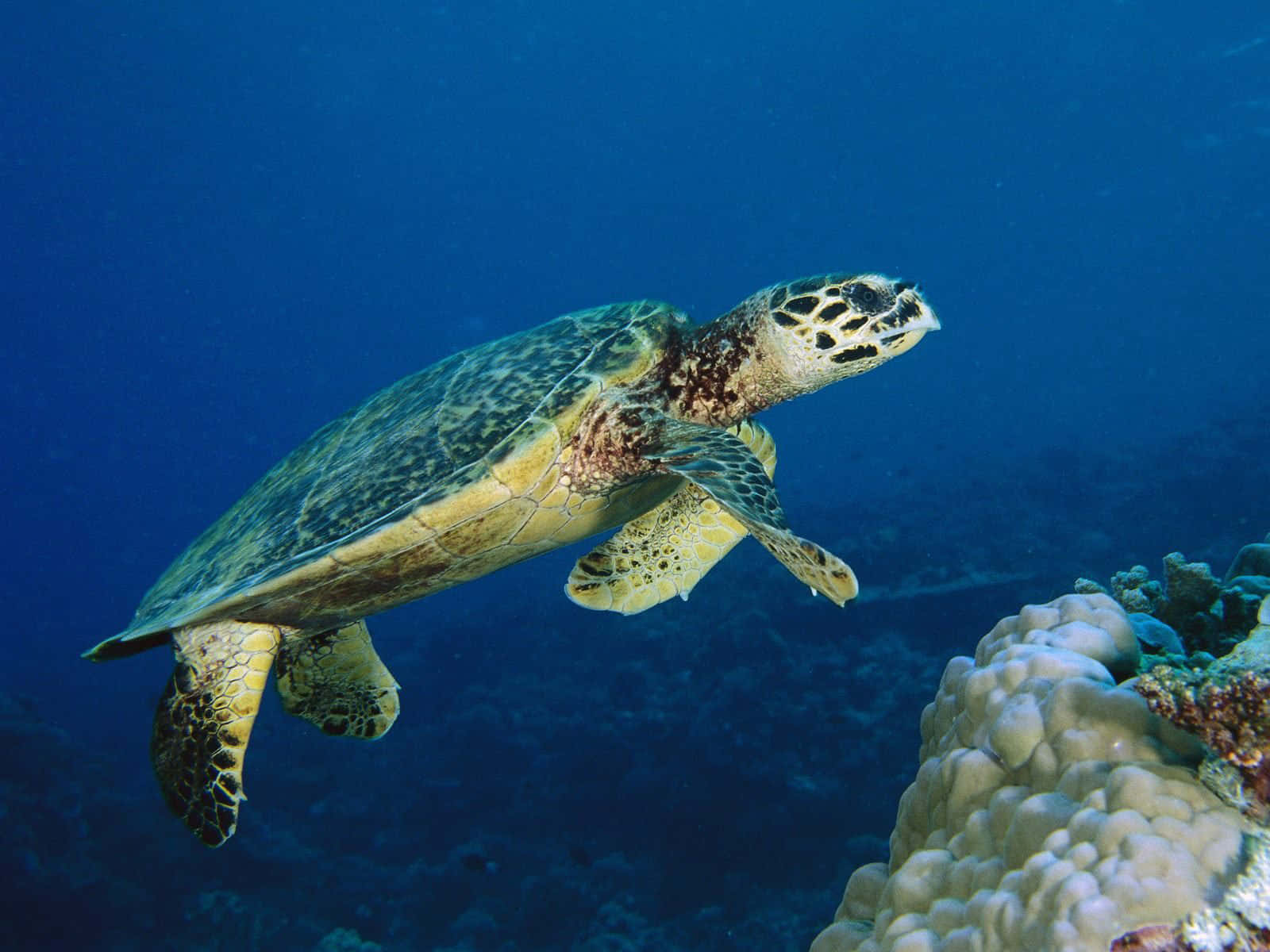 玳瑁海龜圖 壁紙 — 一隻玳瑁海龜在清澈湛藍的海水中優雅地滑行，靠近充滿活力的珊瑚礁。